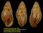 Cochlitoma ustulata (Lamarck, 1822)