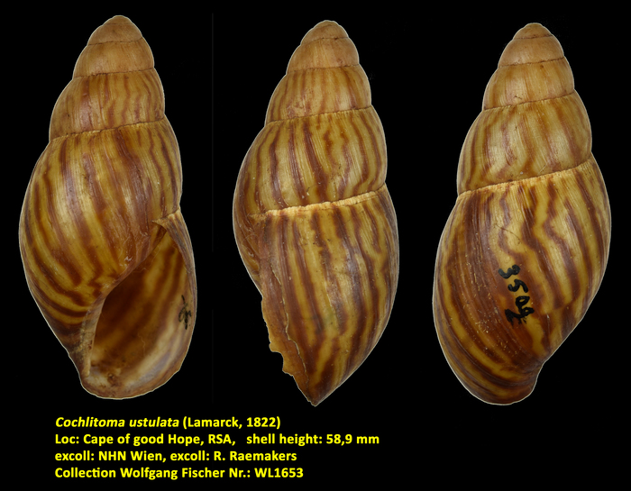Cochlitoma ustulata (Lamarck, 1822)