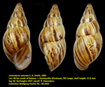 Limicolaria saturata E. A. Smith, 1895