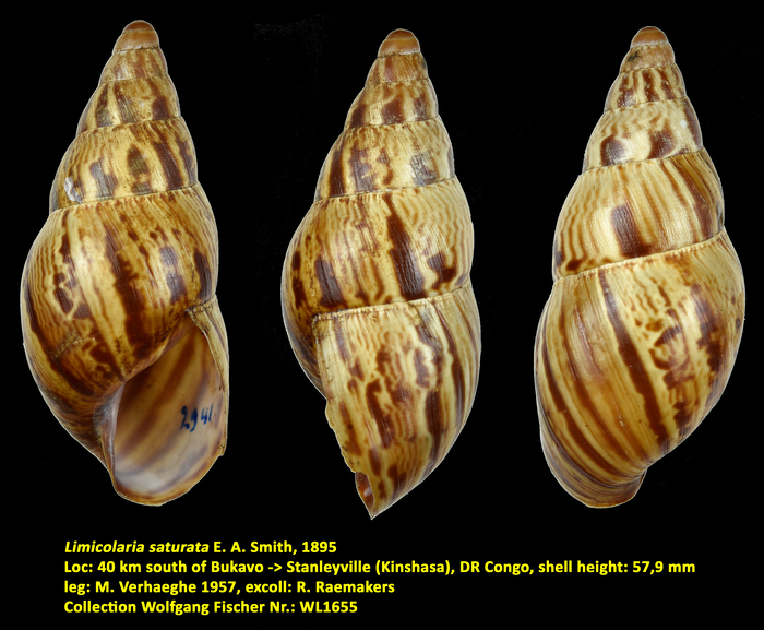 Limicolaria saturata E. A. Smith, 1895
