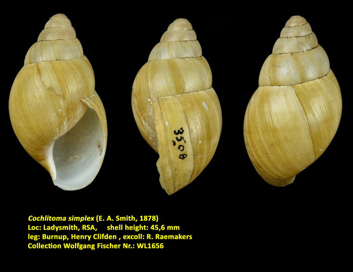 Cochlitoma simplex (E. A. Smith, 1878)