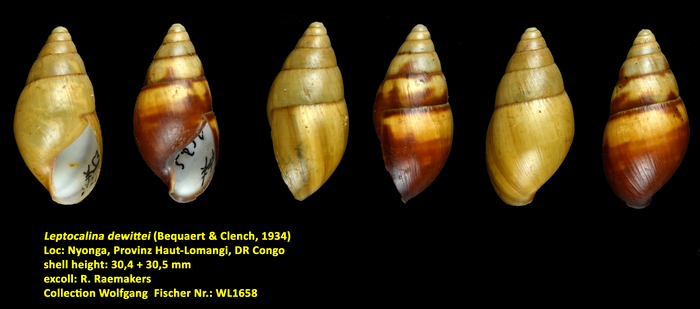 Leptocalina dewittei (Bequaert &amp; Clench, 1934)