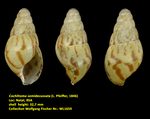 Cochlitoma semidecussata (L. Pfeiffer, 1846)