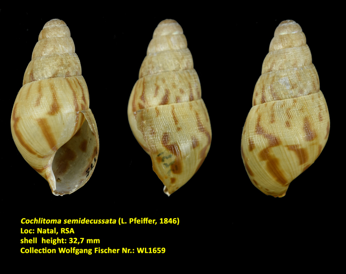 Cochlitoma semidecussata (L. Pfeiffer, 1846)
