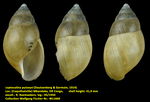 Leptocalina putzeysi (Dautzenberg & Germain, 1914)