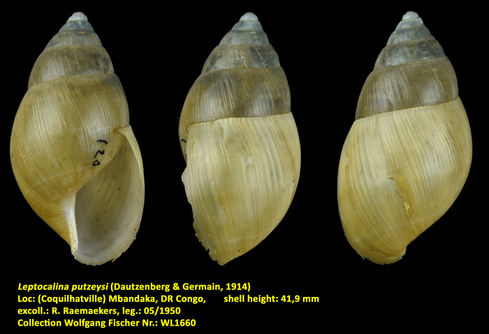 Leptocalina putzeysi (Dautzenberg &amp; Germain, 1914)