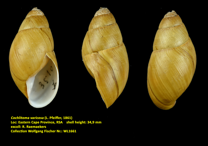 Cochlitoma varicosa (L. Pfeiffer, 1861)