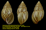 Leptocalina putzeysi (Dautzenberg & Germain, 1914)