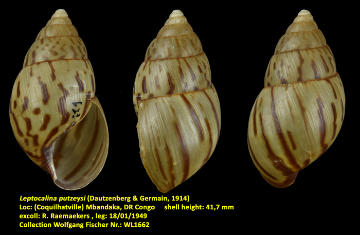 Leptocalina putzeysi (Dautzenberg &amp; Germain, 1914)