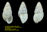 Limicolariopsis donaldsoni (Pilsbry, 1897)