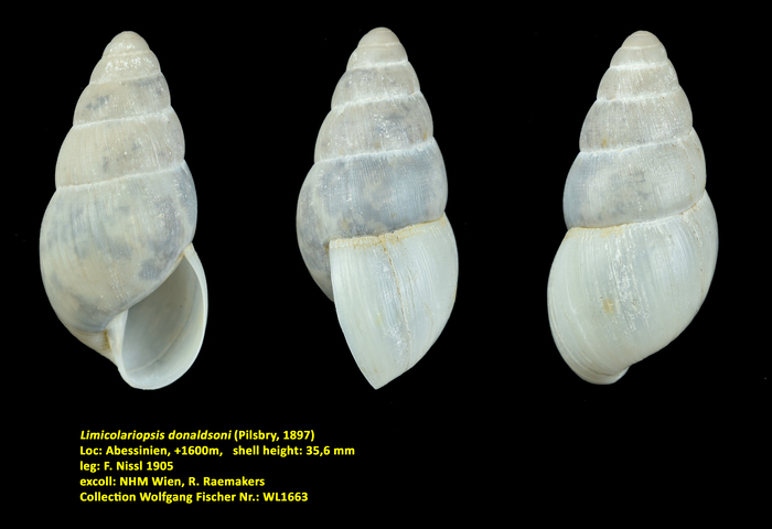 Limicolariopsis donaldsoni (Pilsbry, 1897)