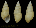 Limicolaria turris walkeri Pilsbry, 1919