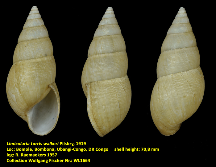 Limicolaria turris walkeri Pilsbry, 1919