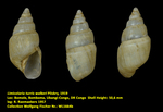 Limicolaria turris walkeri Pilsbry, 1919