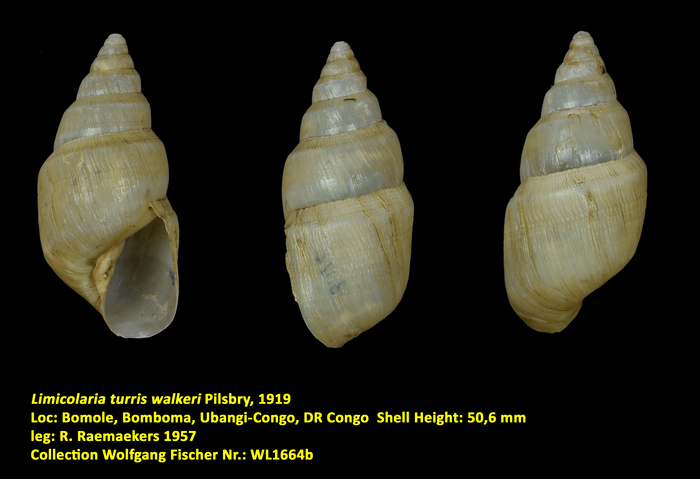 Limicolaria turris walkeri Pilsbry, 1919