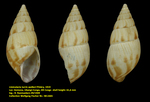 Limicolaria turris walkeri Pilsbry, 1919