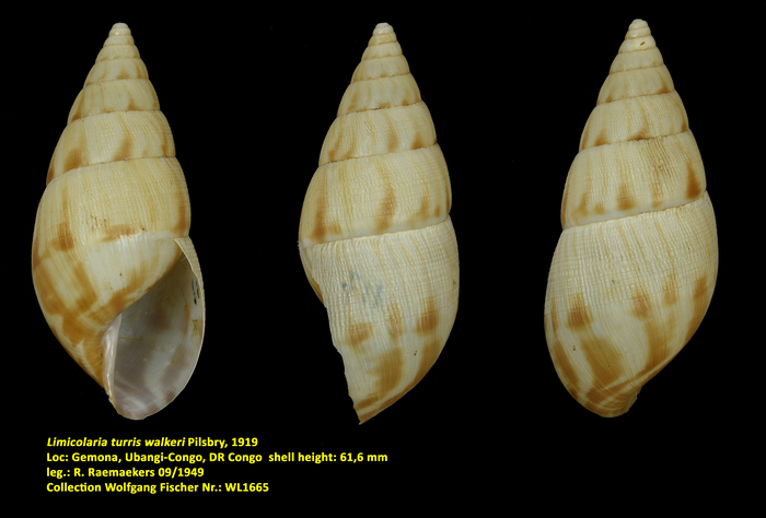 Limicolaria turris walkeri Pilsbry, 1919