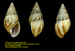 Limicolaria turris walkeri Pilsbry, 1919