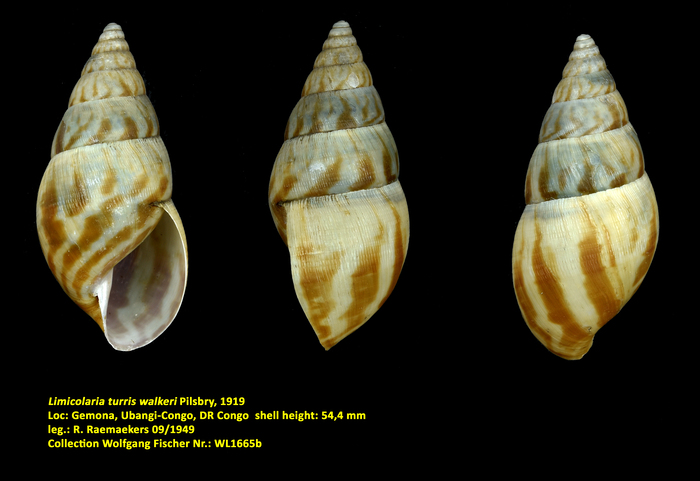 Limicolaria turris walkeri Pilsbry, 1919