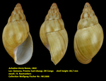 Achatina tincta Reeve, 1842