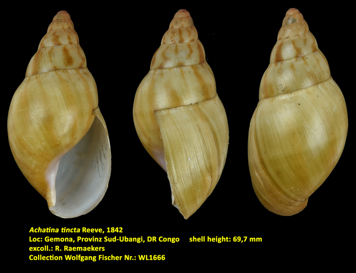 Achatina tincta Reeve, 1842