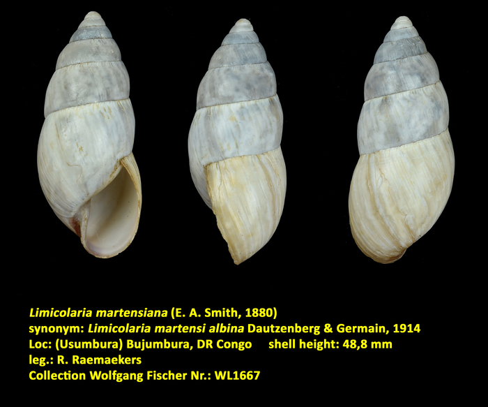 Limicolaria martensiana (E. A. Smith, 1880)