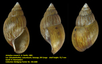 Achatina craveni E. A. Smith, 1881