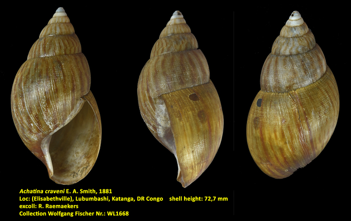 Achatina craveni E. A. Smith, 1881