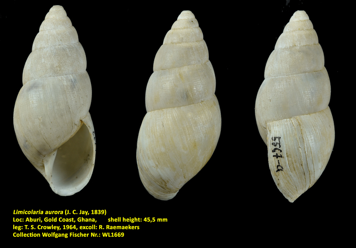 Limicolaria aurora (J. C. Jay, 1839)