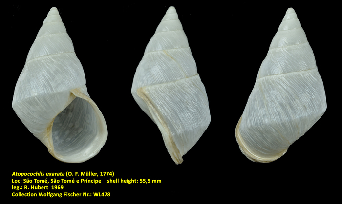 Atopocochlis exarata (O. F. Müller, 1774)