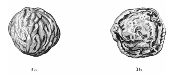 Keramosphaera densa Millett (ms.), 1936