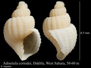 Admetula cornidei