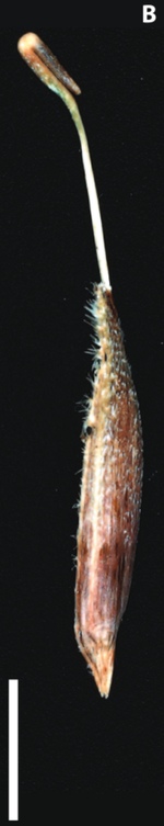 Utricle of Carex phleoides, Venturi 4018 (US)