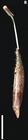 Utricle of Carex phleoides, Venturi 4018 (US)