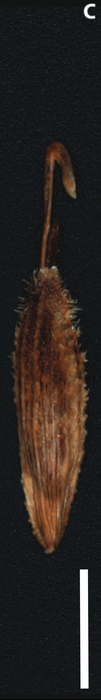 Utricle of Carex plurinervata, Skottsberg 488 (US)