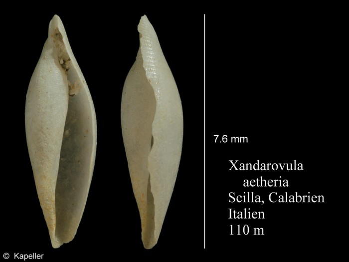 Xandarovula aetheria