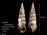 Bittium reticulatum