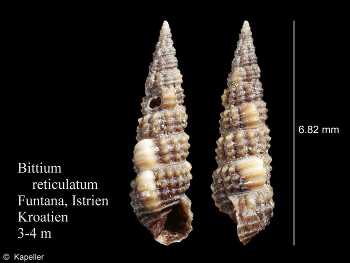 Bittium reticulatum