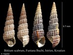 Bittium scabrum