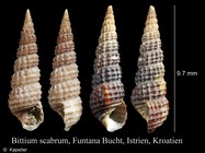 Bittium scabrum