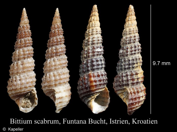 Bittium scabrum