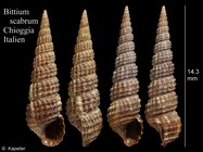 Bittium scabrum