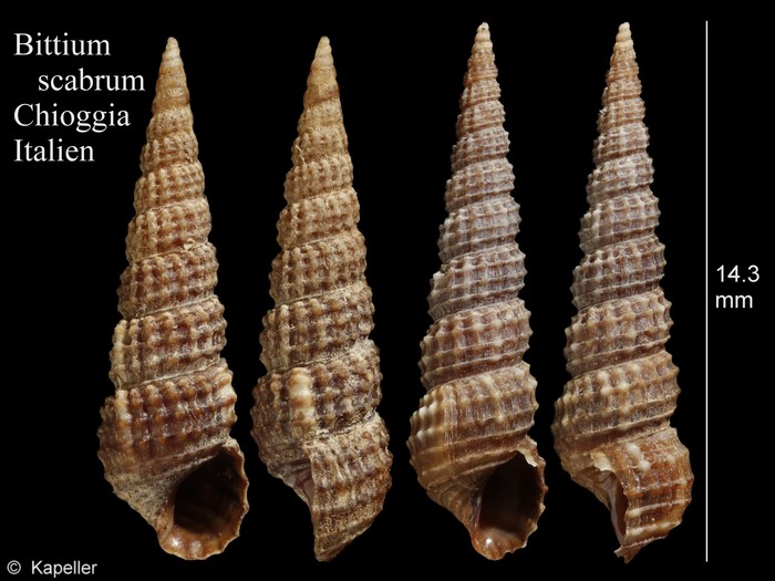 Bittium scabrum
