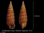 Cerithiopsis nana