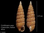 Cerithiopsis nana