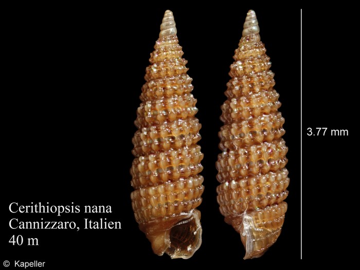 Cerithiopsis nana