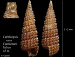 Cerithiopsis nana