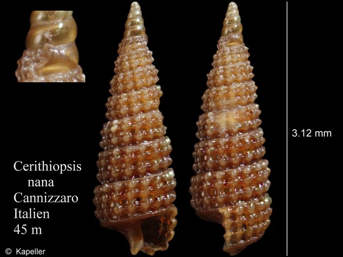 Cerithiopsis nana
