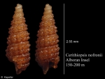 Cerithiopsis nofronii