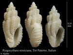 Pyrgocythara stosiciana
